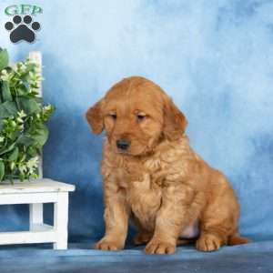 Cutie, Golden Retriever Puppy