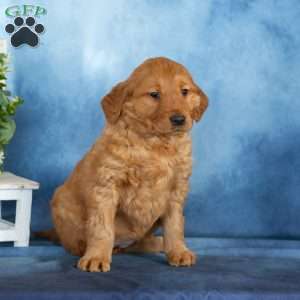 Cutie, Golden Retriever Puppy