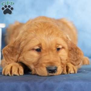 Cutie, Golden Retriever Puppy