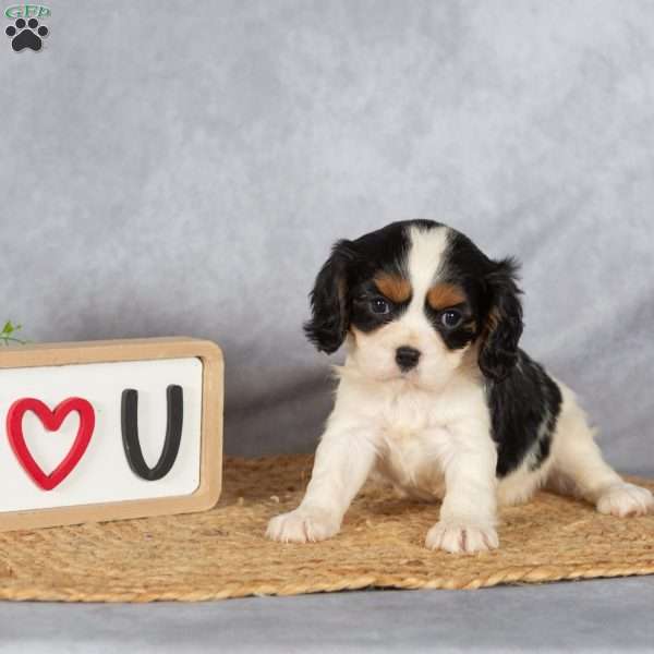 Sheryl, Cavalier King Charles Spaniel Puppy