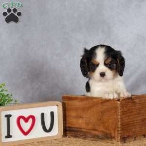 Sammy, Cavalier King Charles Spaniel Puppy