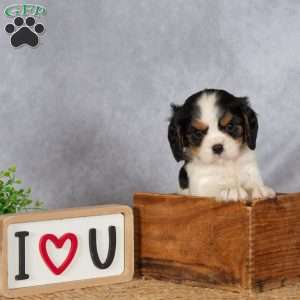 Sammy, Cavalier King Charles Spaniel Puppy