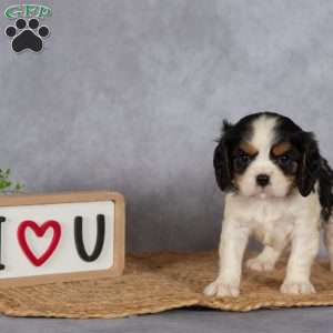 Sammy, Cavalier King Charles Spaniel Puppy