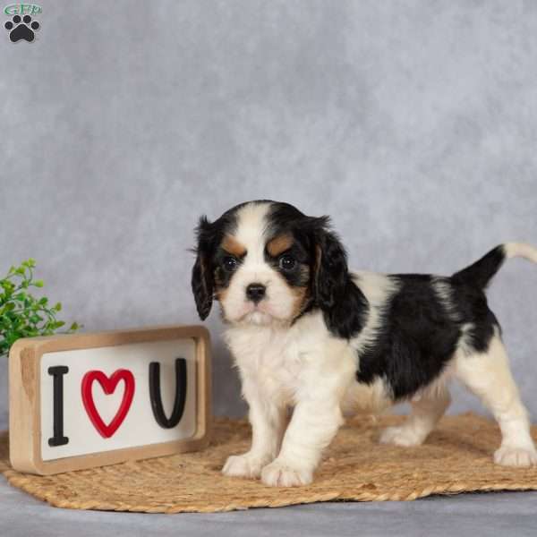 Sammy, Cavalier King Charles Spaniel Puppy