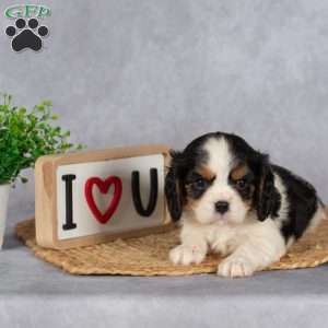 Sammy, Cavalier King Charles Spaniel Puppy