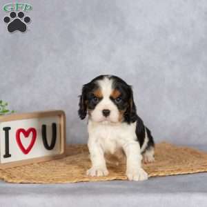 Scotty, Cavalier King Charles Spaniel Puppy