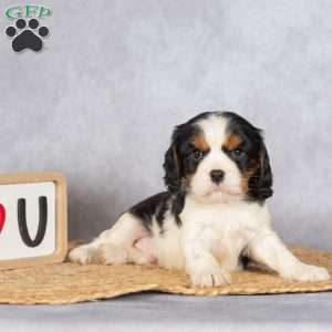 Scotty, Cavalier King Charles Spaniel Puppy