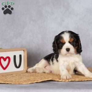 Scotty, Cavalier King Charles Spaniel Puppy