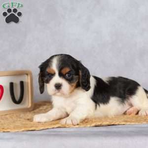 Stacy, Cavalier King Charles Spaniel Puppy