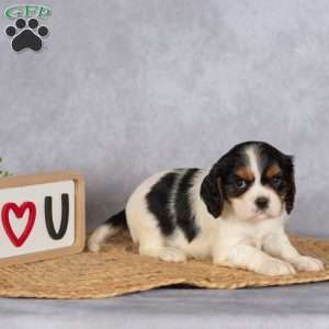 Stacy, Cavalier King Charles Spaniel Puppy