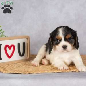 Stacy, Cavalier King Charles Spaniel Puppy