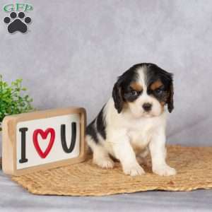 Stacy, Cavalier King Charles Spaniel Puppy