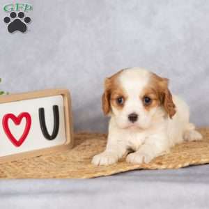 Starla, Cavalier King Charles Spaniel Puppy