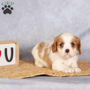 Starla, Cavalier King Charles Spaniel Puppy