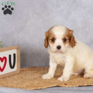 Starla, Cavalier King Charles Spaniel Puppy