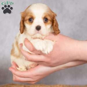 Starla, Cavalier King Charles Spaniel Puppy
