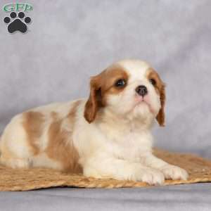 Starla, Cavalier King Charles Spaniel Puppy