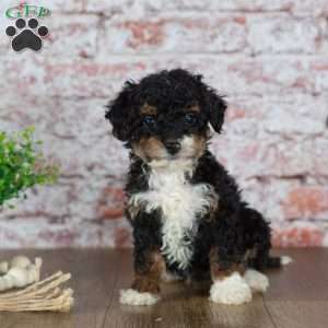 Gracie, Mini Bernedoodle Puppy