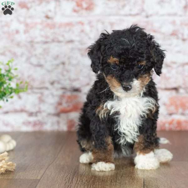Gracie, Mini Bernedoodle Puppy
