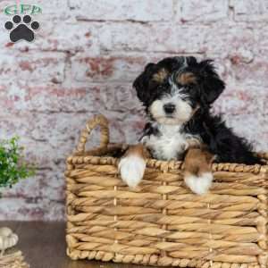 Garry, Mini Bernedoodle Puppy