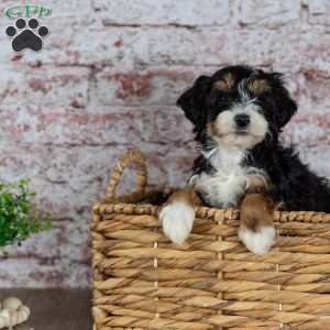 Garry, Mini Bernedoodle Puppy