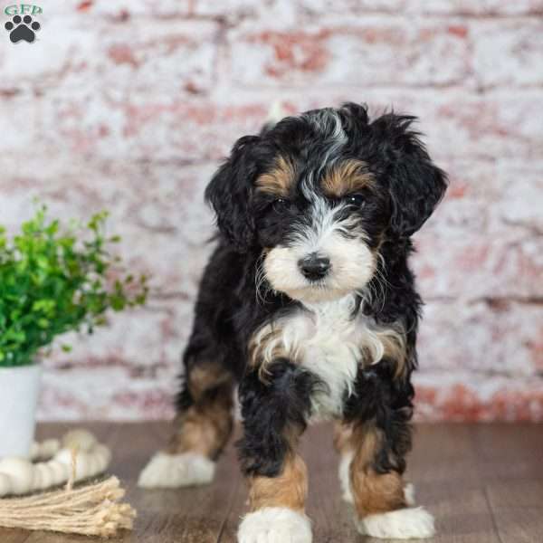 Garry, Mini Bernedoodle Puppy