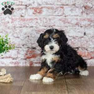 Garry, Mini Bernedoodle Puppy