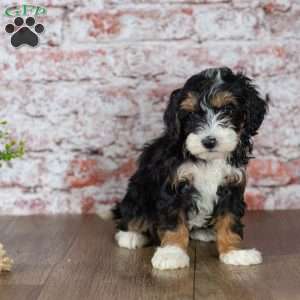 Garry, Mini Bernedoodle Puppy