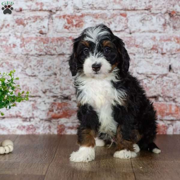 Gabby, Mini Bernedoodle Puppy