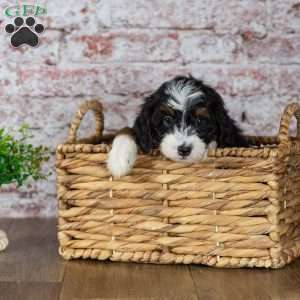 Gabby, Mini Bernedoodle Puppy