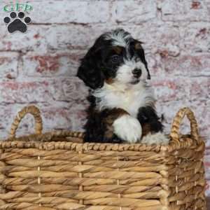 Golf, Mini Bernedoodle Puppy