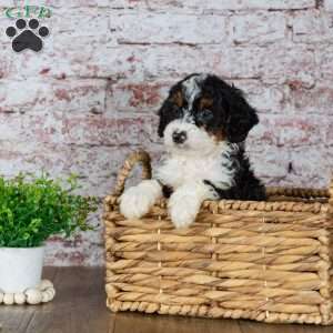 Golf, Mini Bernedoodle Puppy