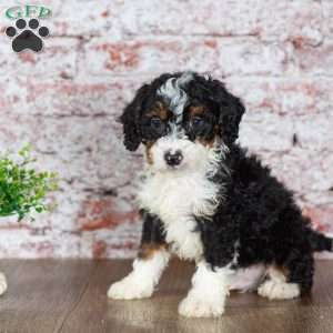 Golf, Mini Bernedoodle Puppy