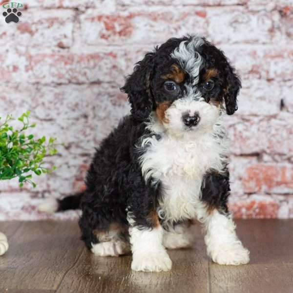 Golf, Mini Bernedoodle Puppy
