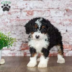 Golf, Mini Bernedoodle Puppy