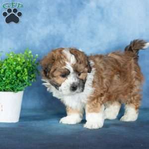 Vance, Teddy Bear Puppy