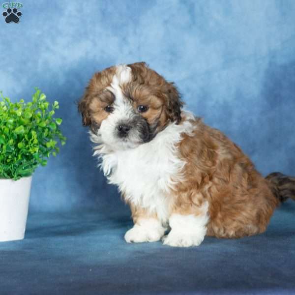 Vance, Teddy Bear Puppy