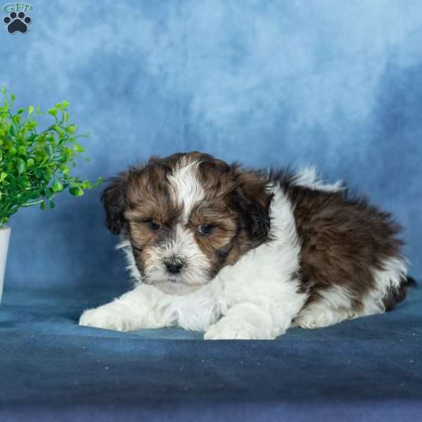 Victor, Teddy Bear Puppy