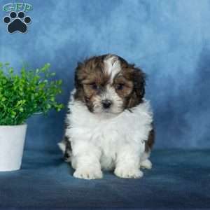 Victor, Teddy Bear Puppy