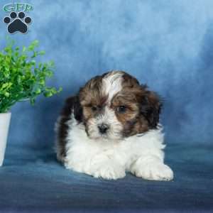 Victor, Teddy Bear Puppy