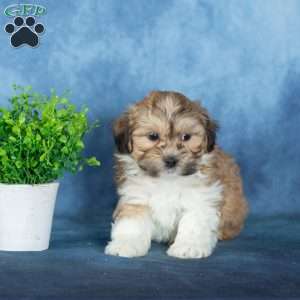 Van, Teddy Bear Puppy