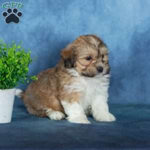 Van, Teddy Bear Puppy