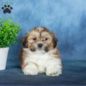 Van, Teddy Bear Puppy