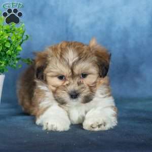 Van, Teddy Bear Puppy