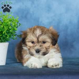 Van, Teddy Bear Puppy