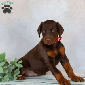 Tyra, Doberman Pinscher Puppy