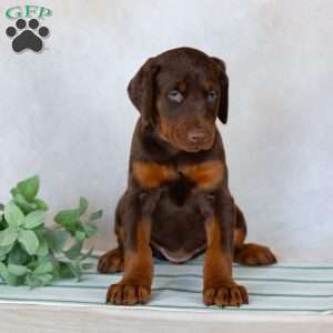Tyra, Doberman Pinscher Puppy