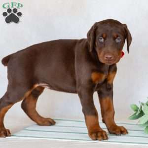 Tyra, Doberman Pinscher Puppy