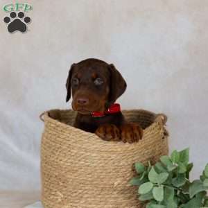 Tyra, Doberman Pinscher Puppy