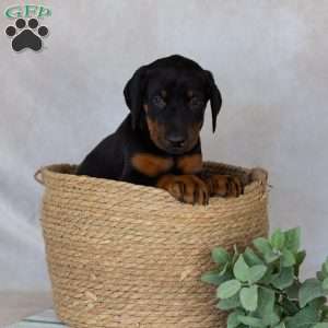 Turbo, Doberman Pinscher Puppy